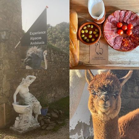 Experience Alpacas In Andalucia Apartment Cordoba Exterior photo
