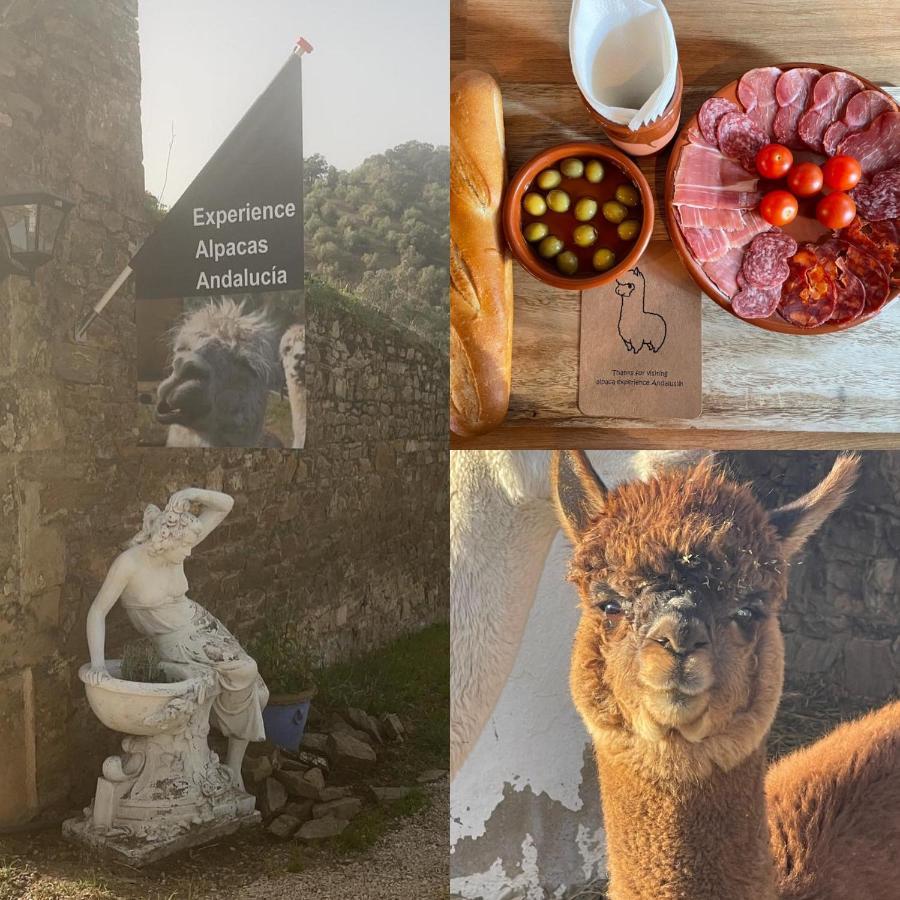 Experience Alpacas In Andalucia Apartment Cordoba Exterior photo