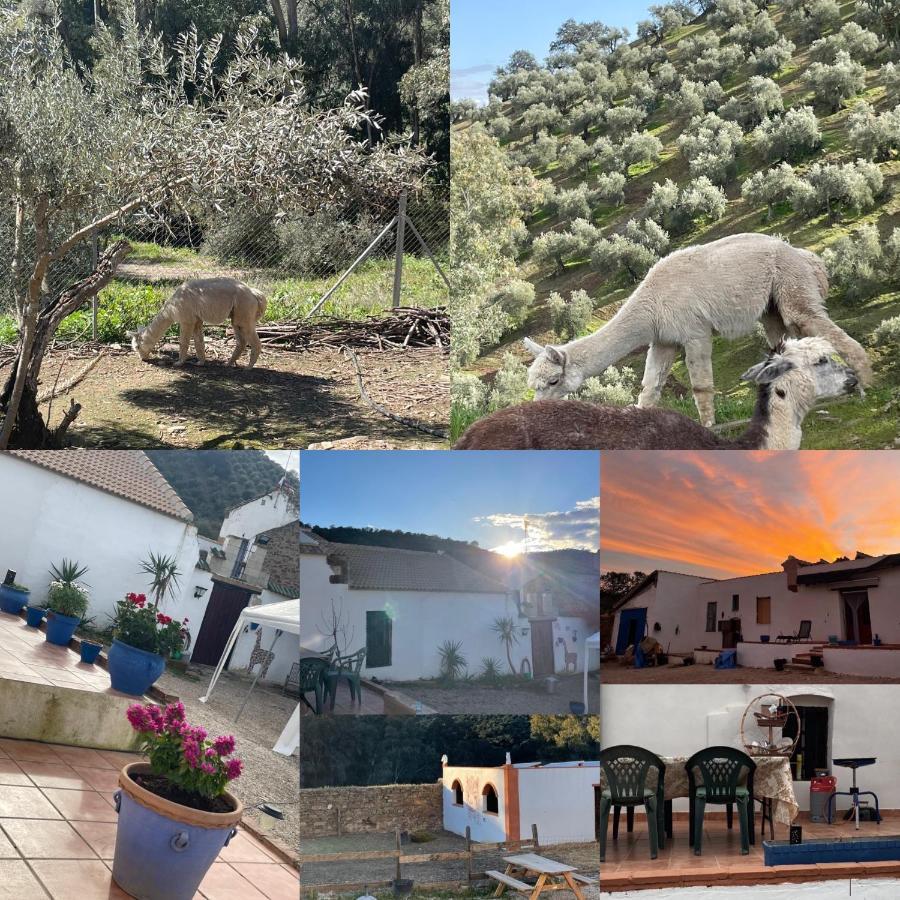 Experience Alpacas In Andalucia Apartment Cordoba Exterior photo