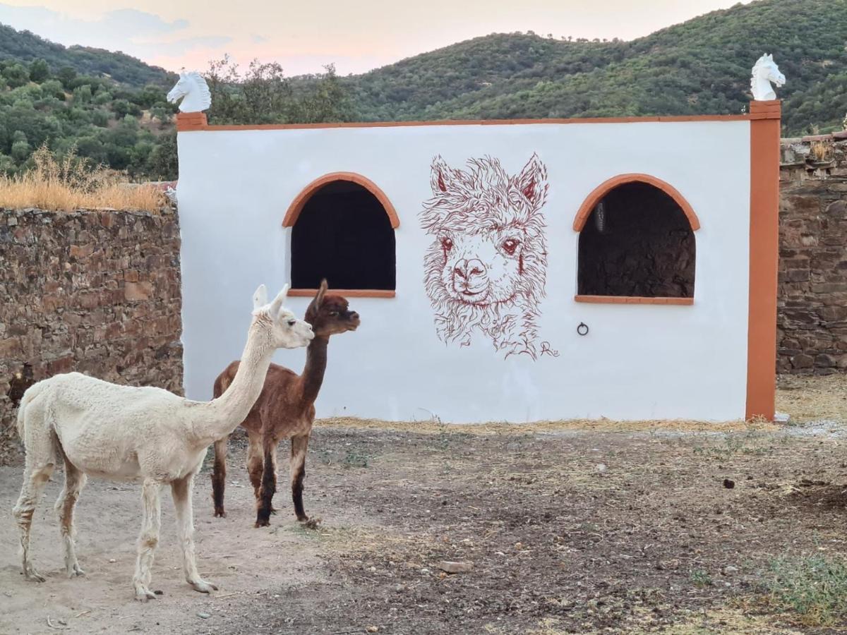Experience Alpacas In Andalucia Apartment Cordoba Exterior photo