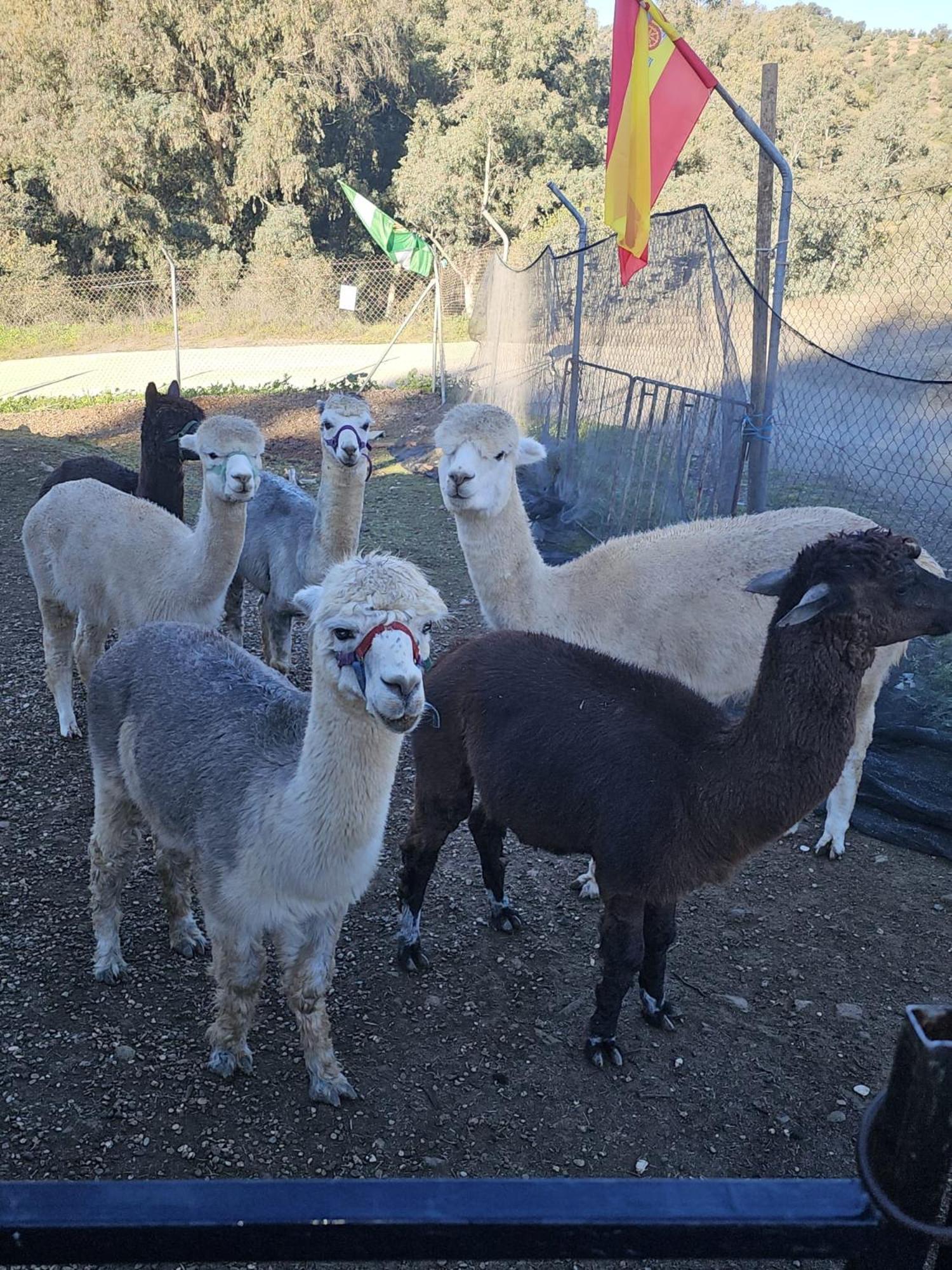 Experience Alpacas In Andalucia Apartment Cordoba Room photo